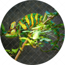 CHAMELEON